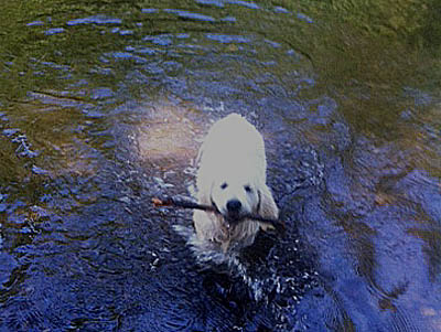 IKar né à l'élevage du Mas de l'Orb rapporte un bout de bois dans l'eau